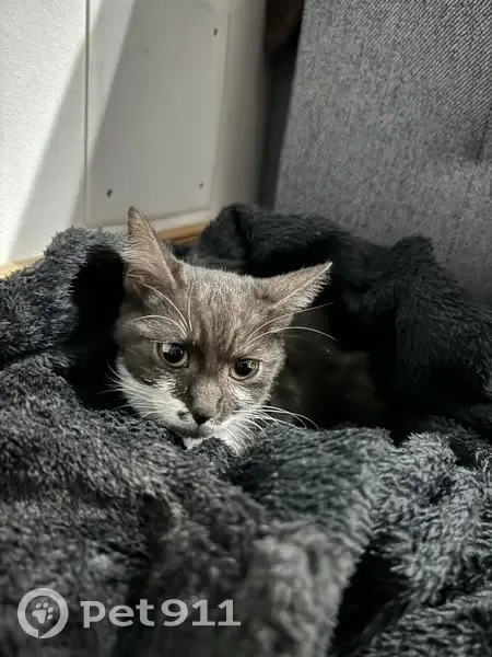 Chienne noire et blanche trouvée à Jonzac - photo