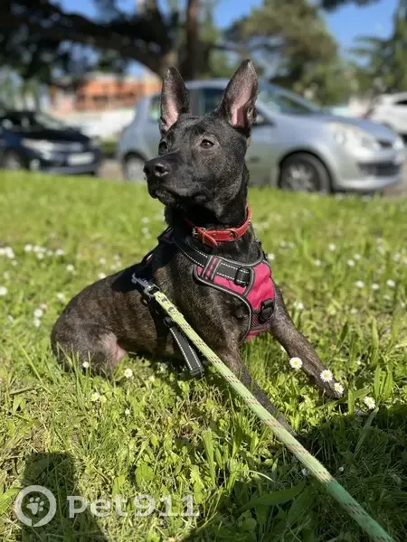 Chien perdu avec collier rose à Pessac - photo