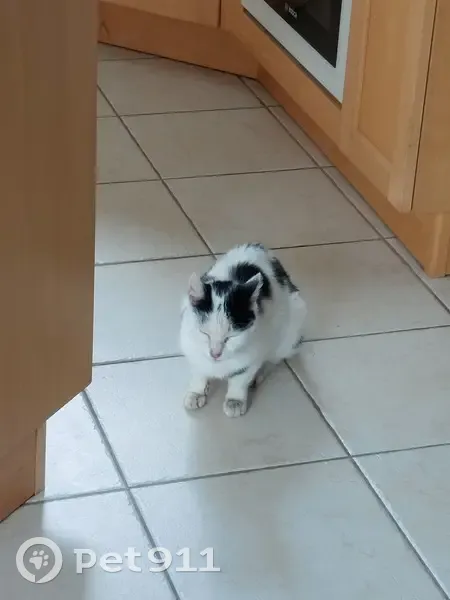 Chat trouvé à Jans, identifié mais sans contact - photo