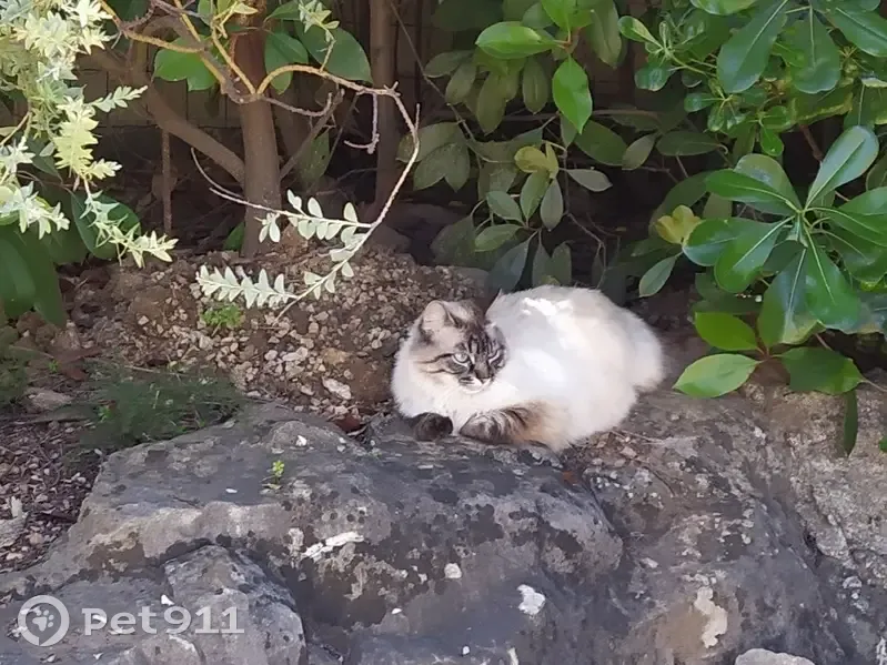 Chatte stérilisée perdue à Bandol (83150) - photo