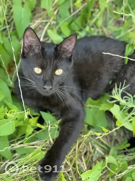 Chaton noir de 5 mois disparu à Saint-Bonnet - photo