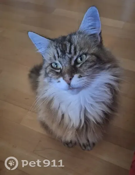 Chat craintif disparu Impasse des Tilleuls - photo