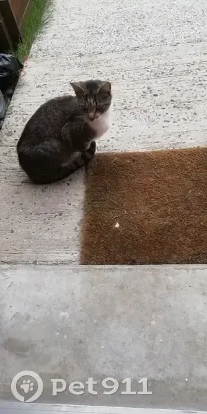 Chat tigré trouvé rue Guy Môquet, Loos - photo