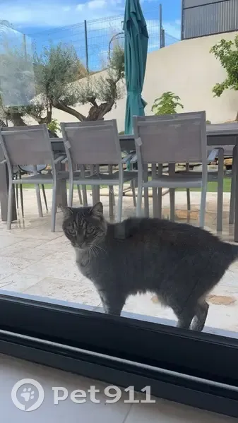 Chatte trouvée sans collier, recherche propriétaires - photo