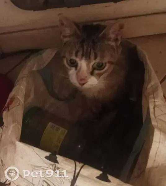 Chatte malade disparue à Avignon - photo