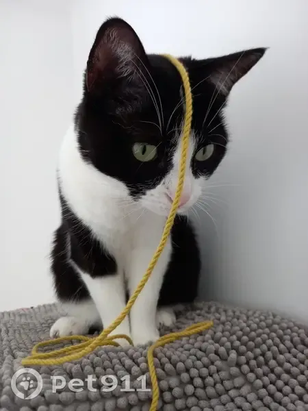 Chatte européenne 4 ans disparue à Plaisir - photo