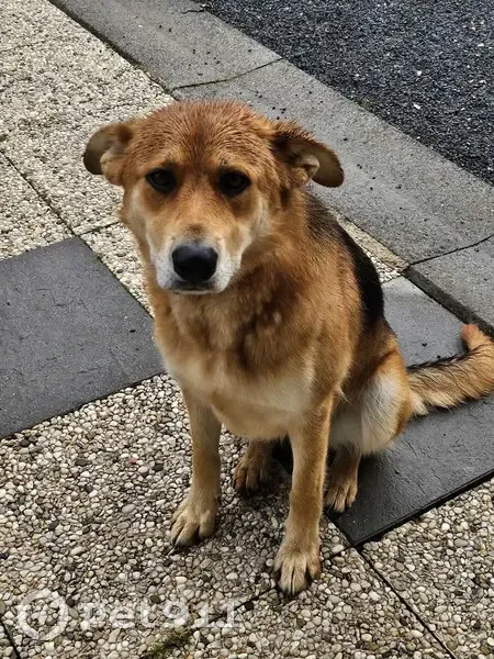 Chien perdu : Berger malinois femelle, Rennes - photo
