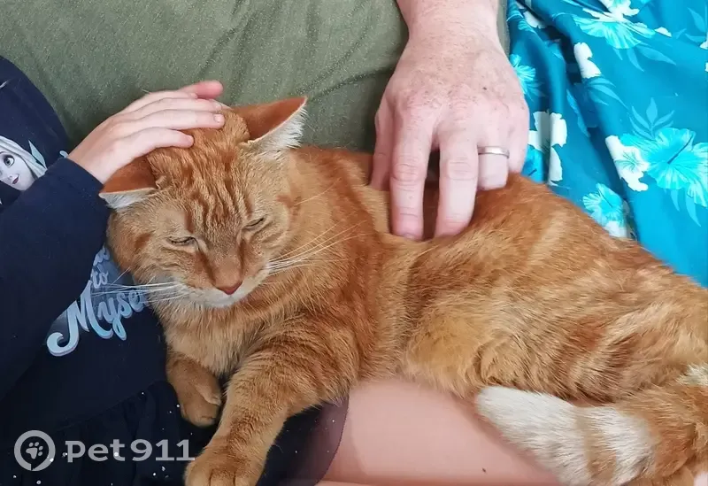 Chat roux perdu à Sales, très craintif - photo