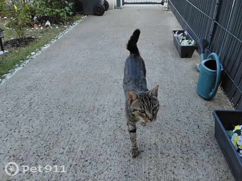 Chat tigre maigre trouvé à Mondonville - photo