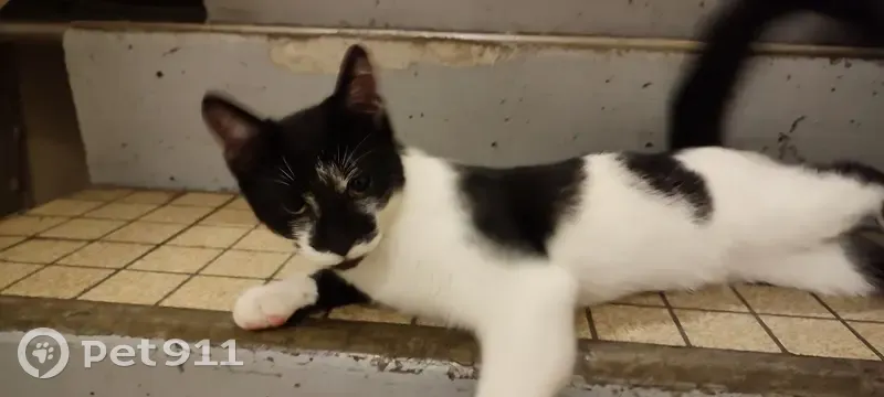 Chaton sociable trouvé, Rue Pierre Curie, Tonnerre - photo
