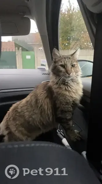 Chatte angora Nayade disparue à La Bassée - photo