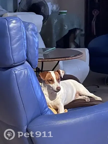 Jack Russel perdu à Saint-Gaudens - photo
