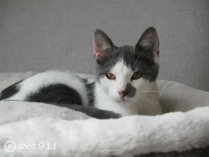 Chat mâle gris clair perdu à Lille - photo