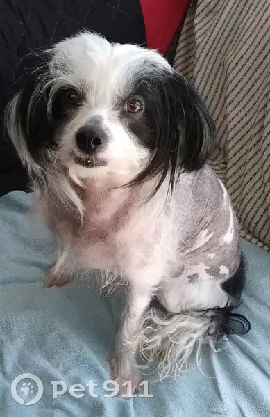 Chien nu chinois femelle perdu à Toulon - photo