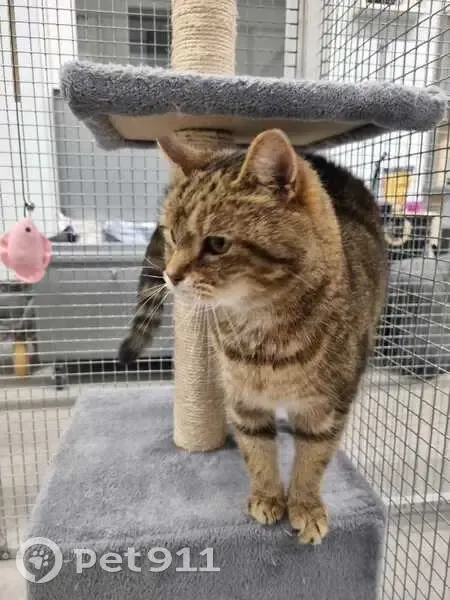 Chat disparue, Crapette, 13 ans, Aix-Noulette - photo