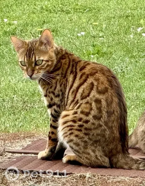 Chat Bengal Spotted Perdu à La Balie, 43 - photo