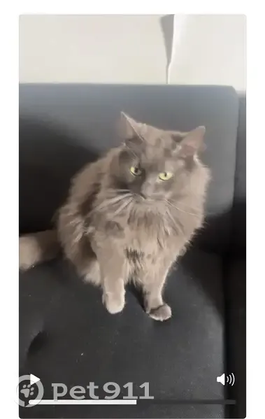 Chat perdu après chute du 4e étage à Rennes - photo