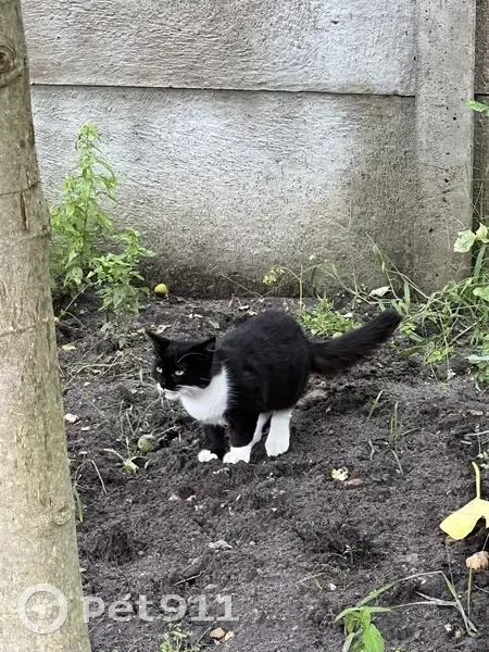 Chat sociable trouvé Allée de la Chapelle, 64 - photo