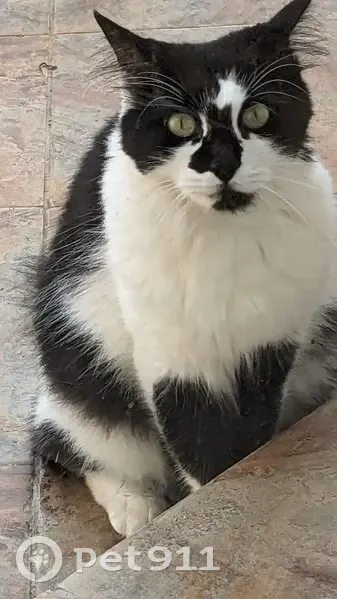 Chat noir et blanc trouvé, câlin, Antibes - photo
