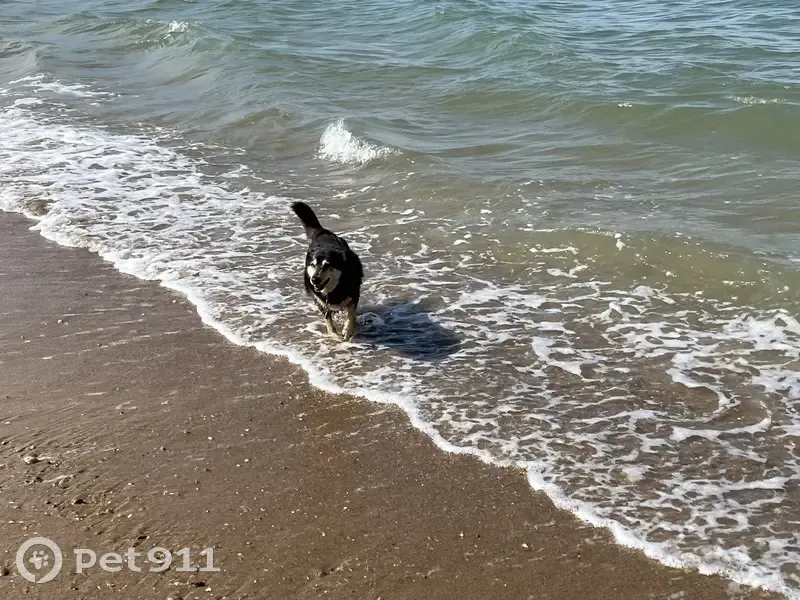 Petite chienne noire sourde perdue à Amfreville - photo