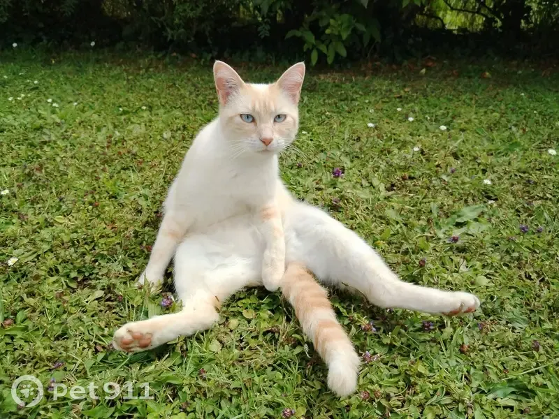 Chatte européenne blanche et rousse perdue à Nizon - photo