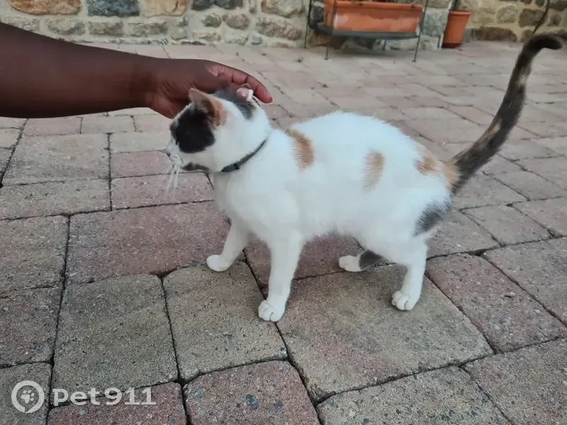 Chat trouvé squattant à La Bouderie, Dingé - photo