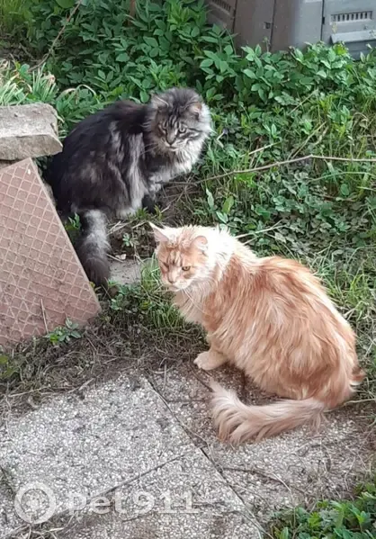 Deux Maine Coons Disparus Après Incendie - photo
