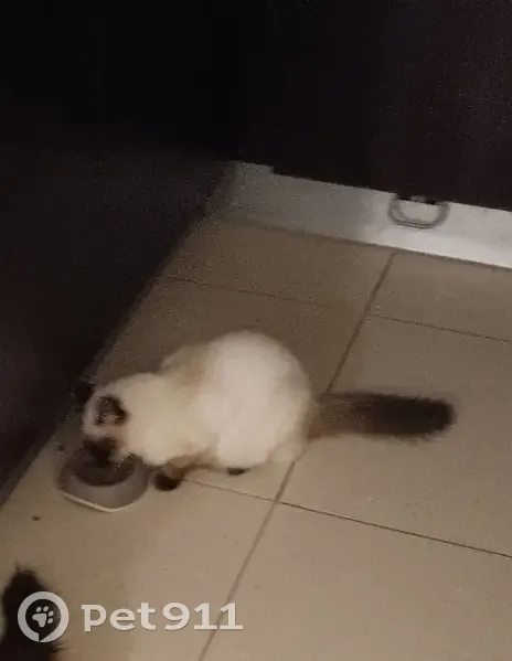 Chat Siamois Mâle Disparu à Saint-Loubès - photo