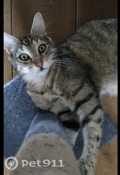 Chat tigré 3 ans perdu à Cormeilles-en-Parisis - photo