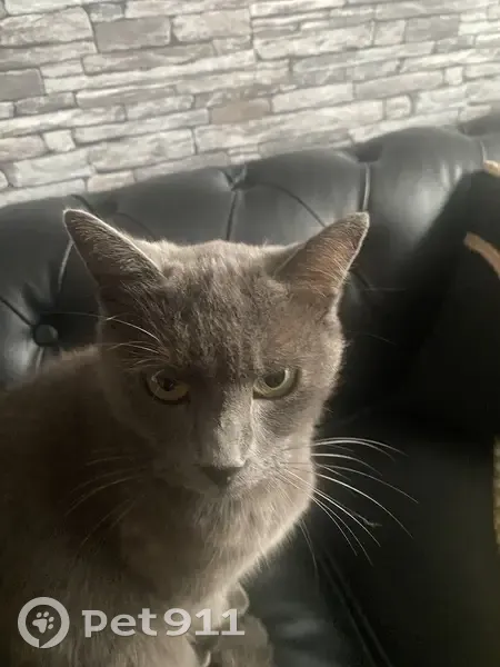 Chat trouvé à Laval, très calme et câlin - photo
