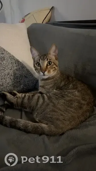 Chat perdu : Rin, mâle sociable, avenue 19 Mars - photo