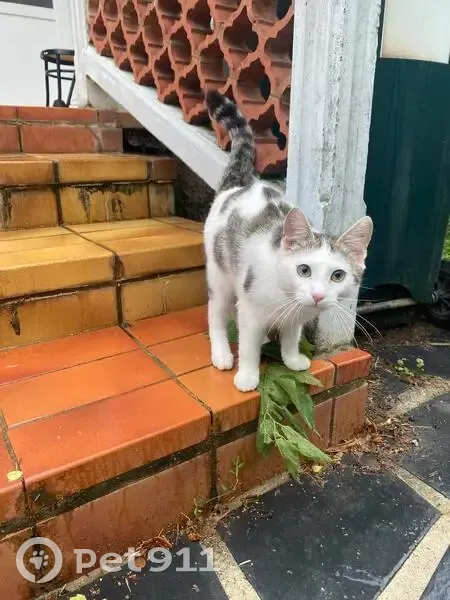 Chaton blanc et gris trouvé à Saint-Maurice - photo