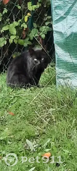 Chat mâle noir trouvé, non castré, Héloup - photo