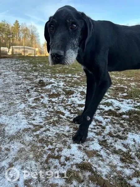 Chien disparu : Bosco, mâle croisé, 9 ans - photo