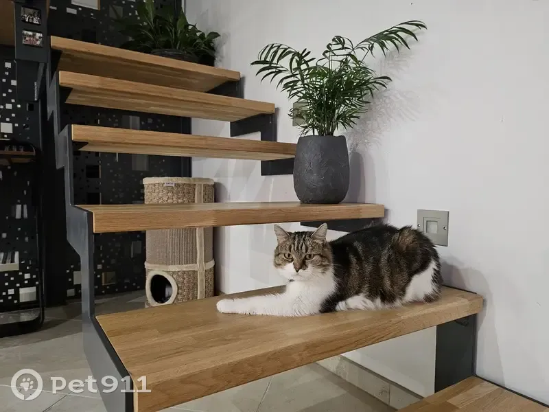 Chatte tigrée perdue à Mercy, Les Beaujets - photo