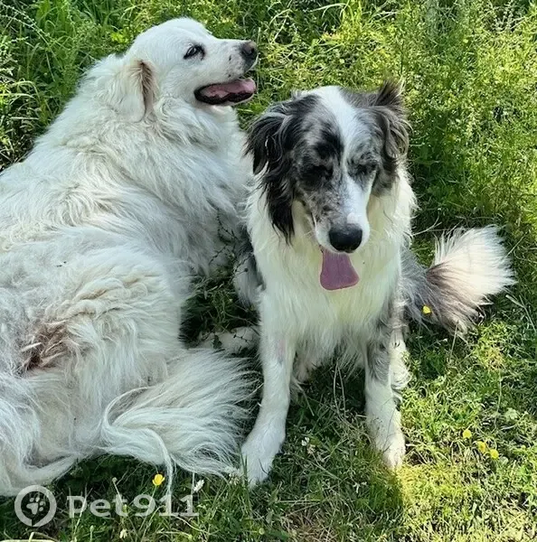 Chiens disparus à Lautrec : Belle et Over - photo
