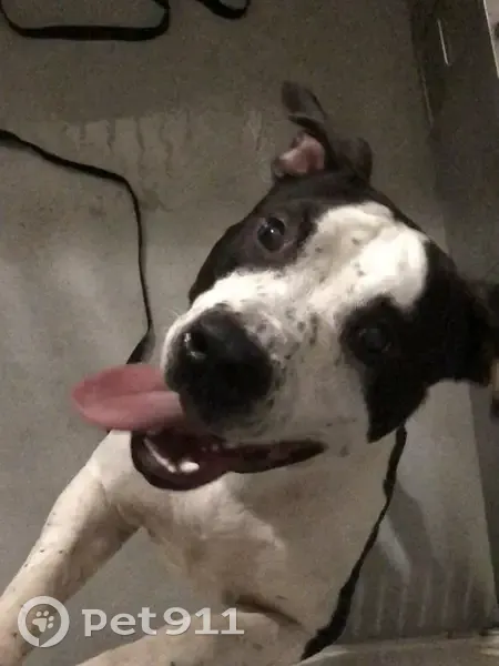 Chien mâle castré trouvé à Aulnay-sous-Bois - photo