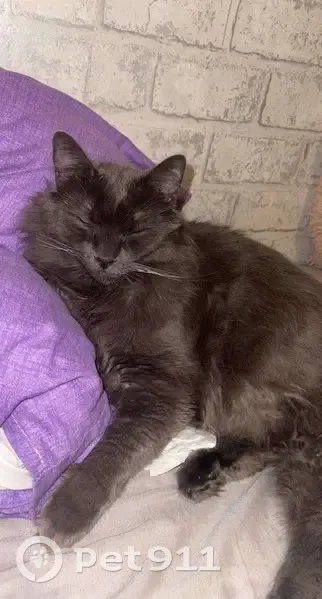 Gros chat sociable perdu - Rennes, Hautes Chalais - photo