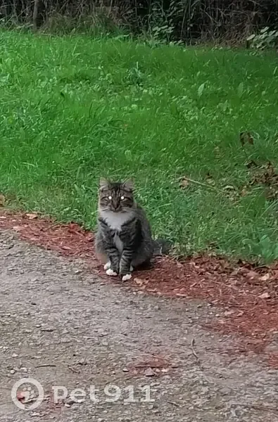 Chat tigré trouvé, sociable et affectueux - photo