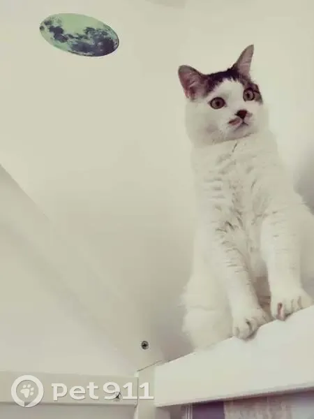 Chat perdu à Chelles, cours Chaban-Delmas - photo