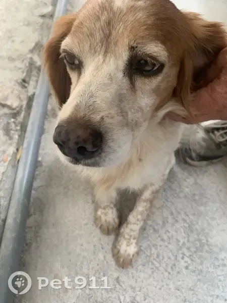 Chien de chasse marron beige trouvé à Nîmes - photo