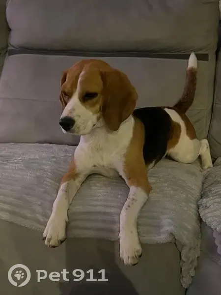 Beagle tricolore Tina perdue à ST Mards en Othe - photo