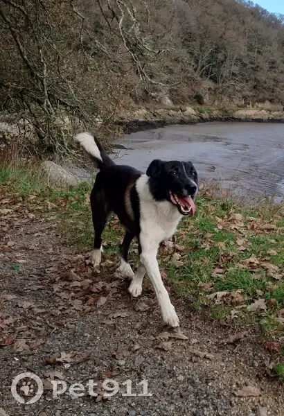 Chien croisé Border Collie perdu en randonnée - photo