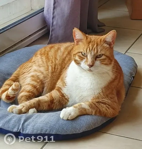 Chat européen roux perdu à Blaye - photo