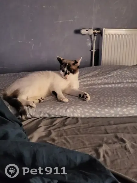 Chat perdu avec collier violet à Loos - photo