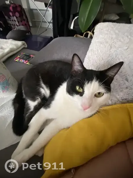 Chat européen blanc et noir perdu à Seysses - photo