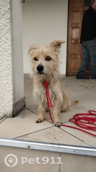Chienne errante trouvée à Saint-Jean-de-Belleville - photo