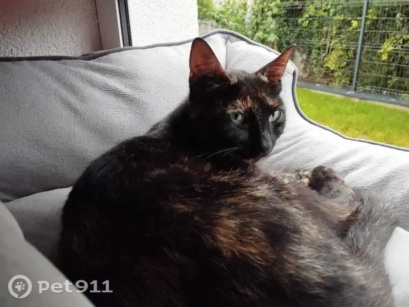 Chat perdu le 26, pucée et stérilisée - photo