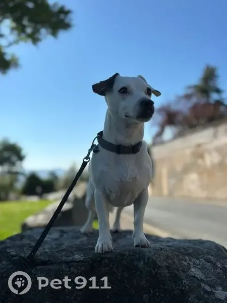 Chien perdu: Jack Russel blanc, oreille marron - photo