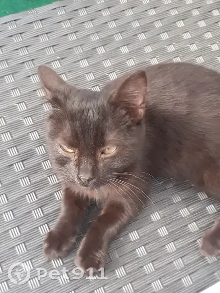 Chaton trouvé chemin de Farineau, Coron - photo